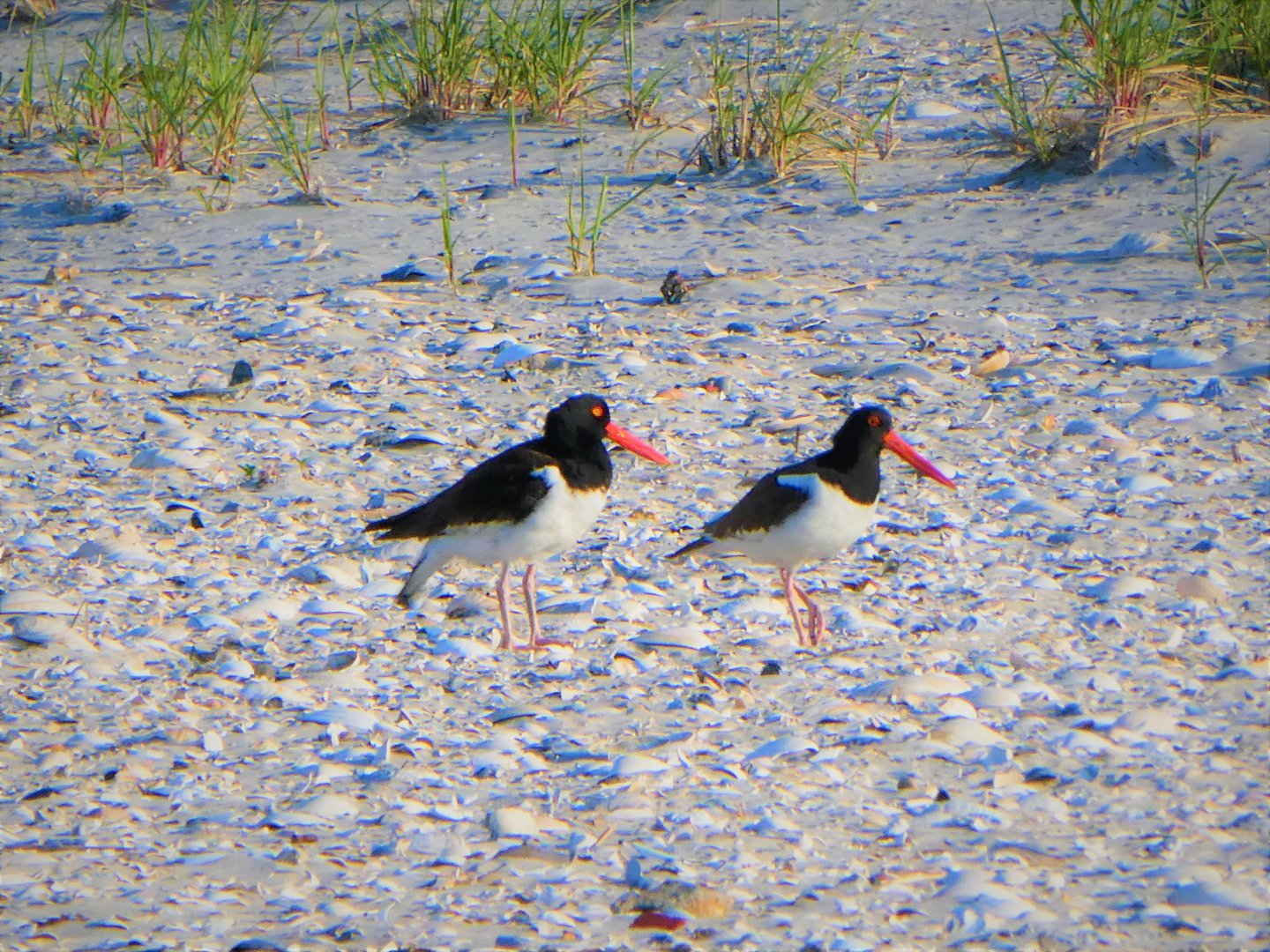 American Oystercatchers