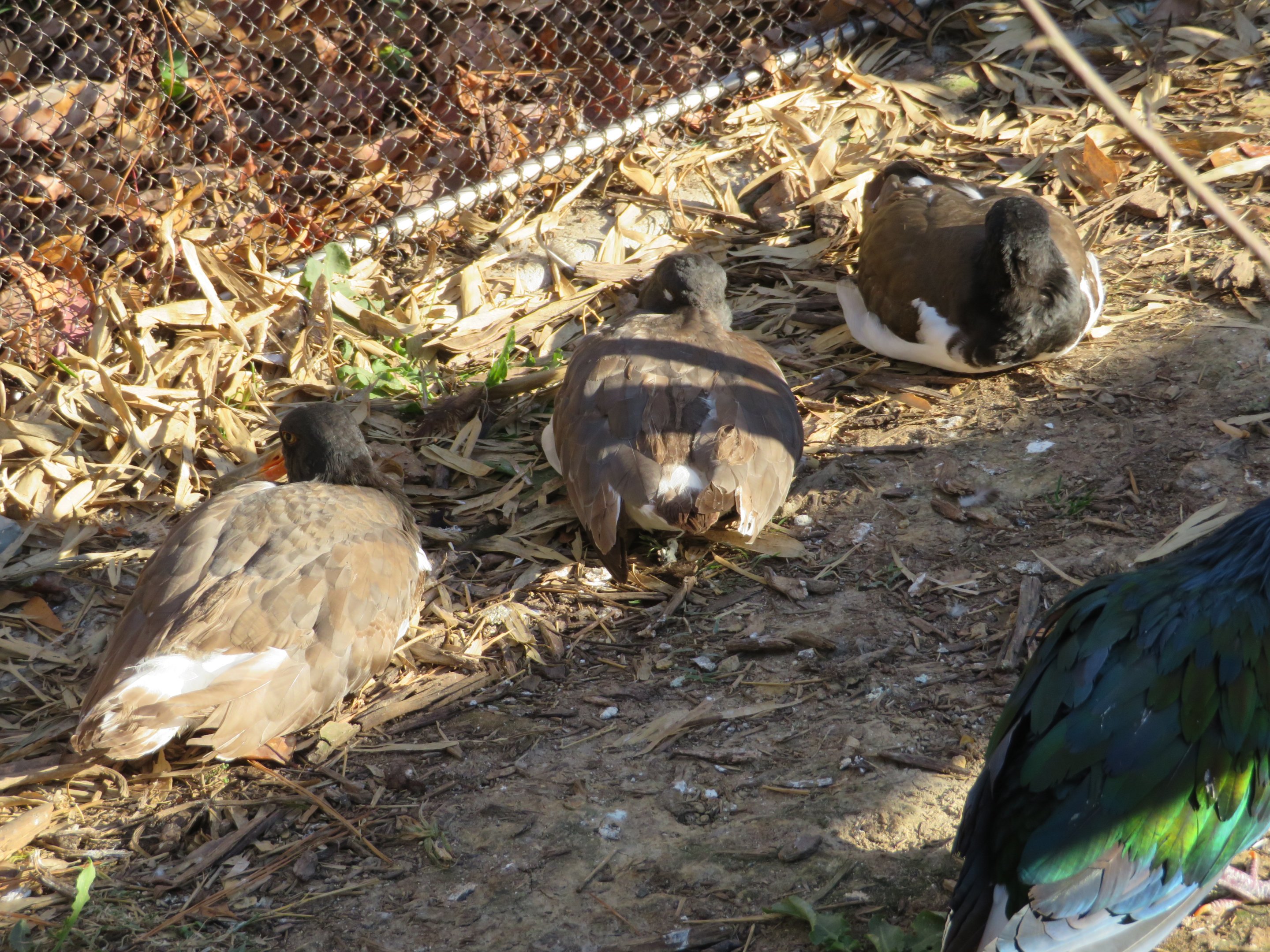 American Oystercatchers