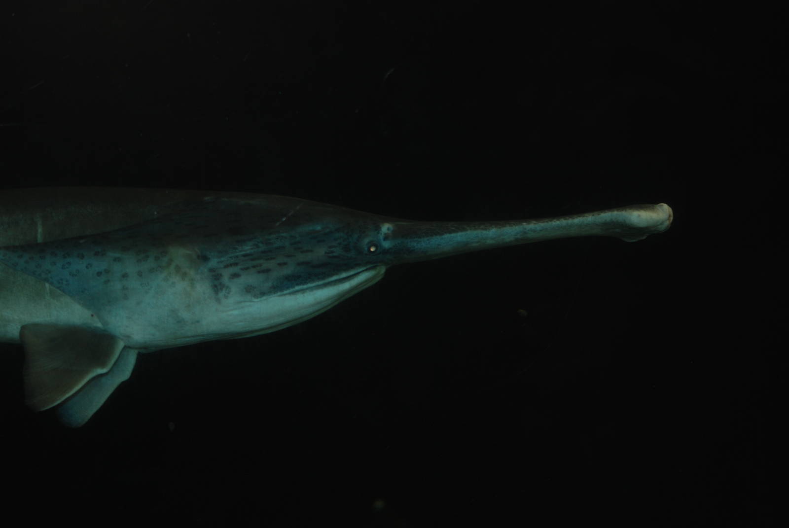 American Paddlefish at Bristol, 06/02/12