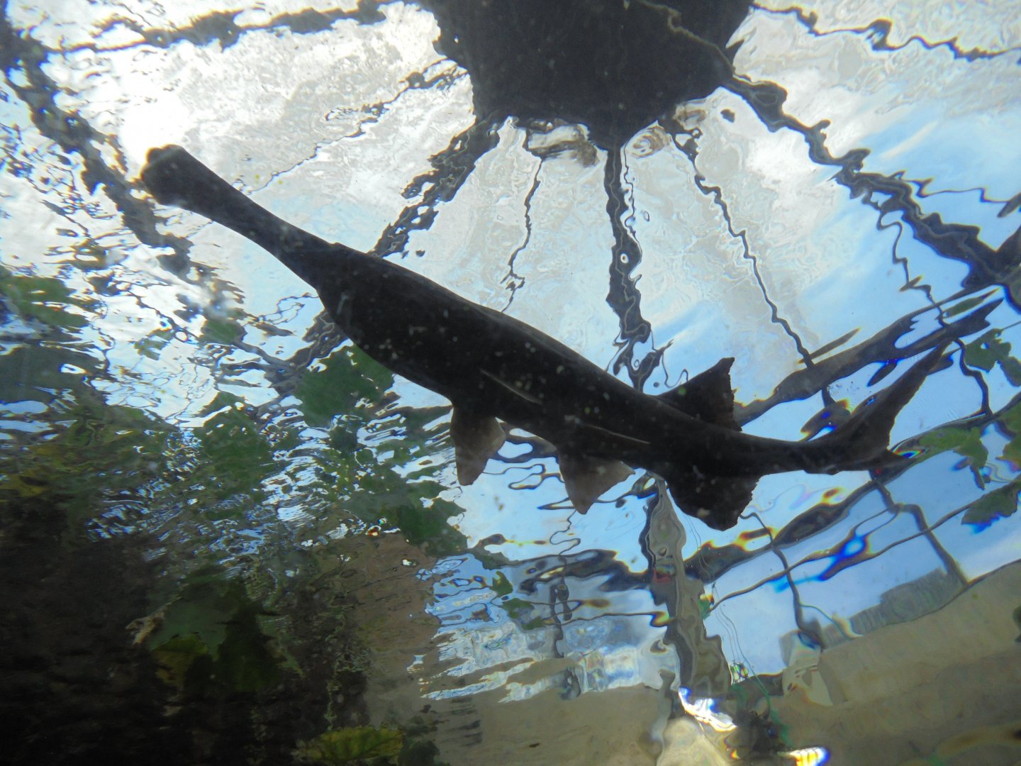 American paddlefish in the Aquarium