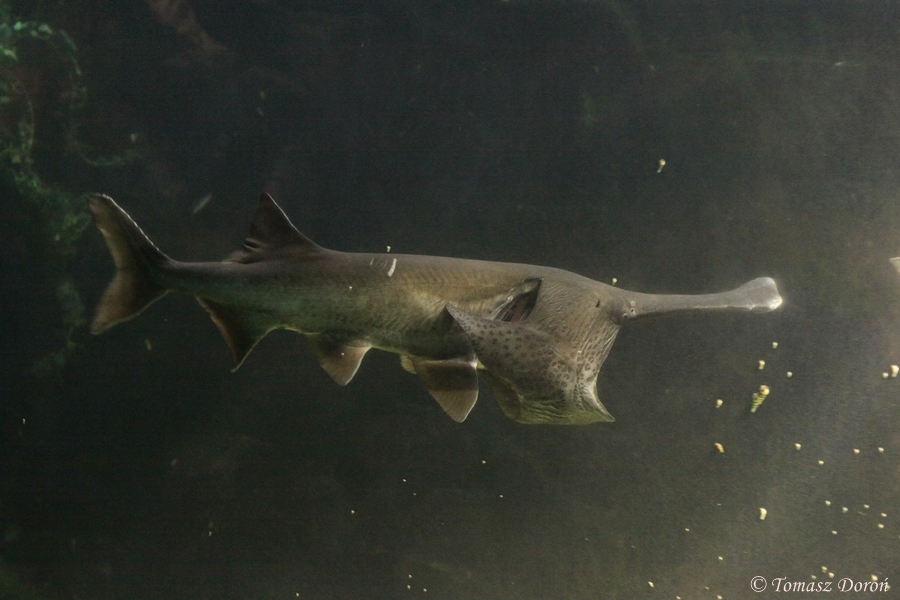 American Paddlefish (Polyodon spathula).
