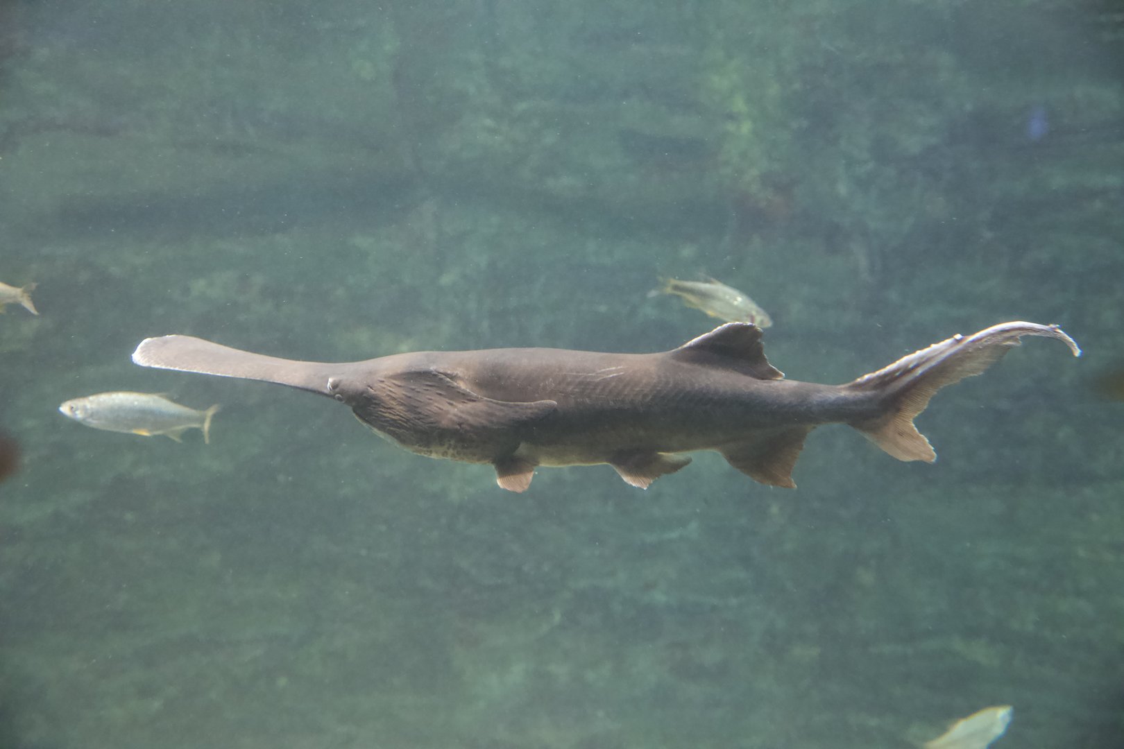 American Paddlefish/ Polyodon spathula