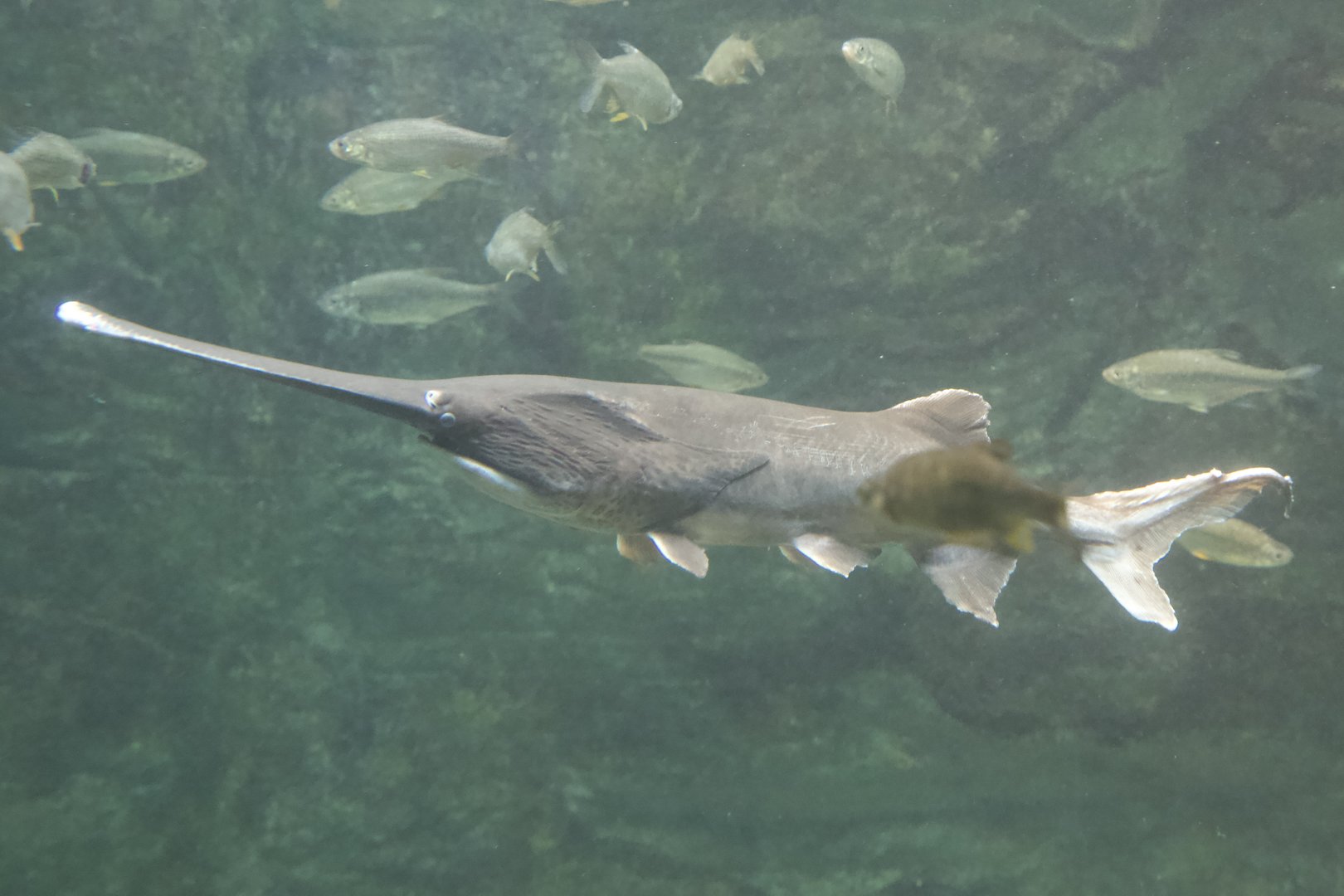 American Paddlefish/ Polyodon spathula