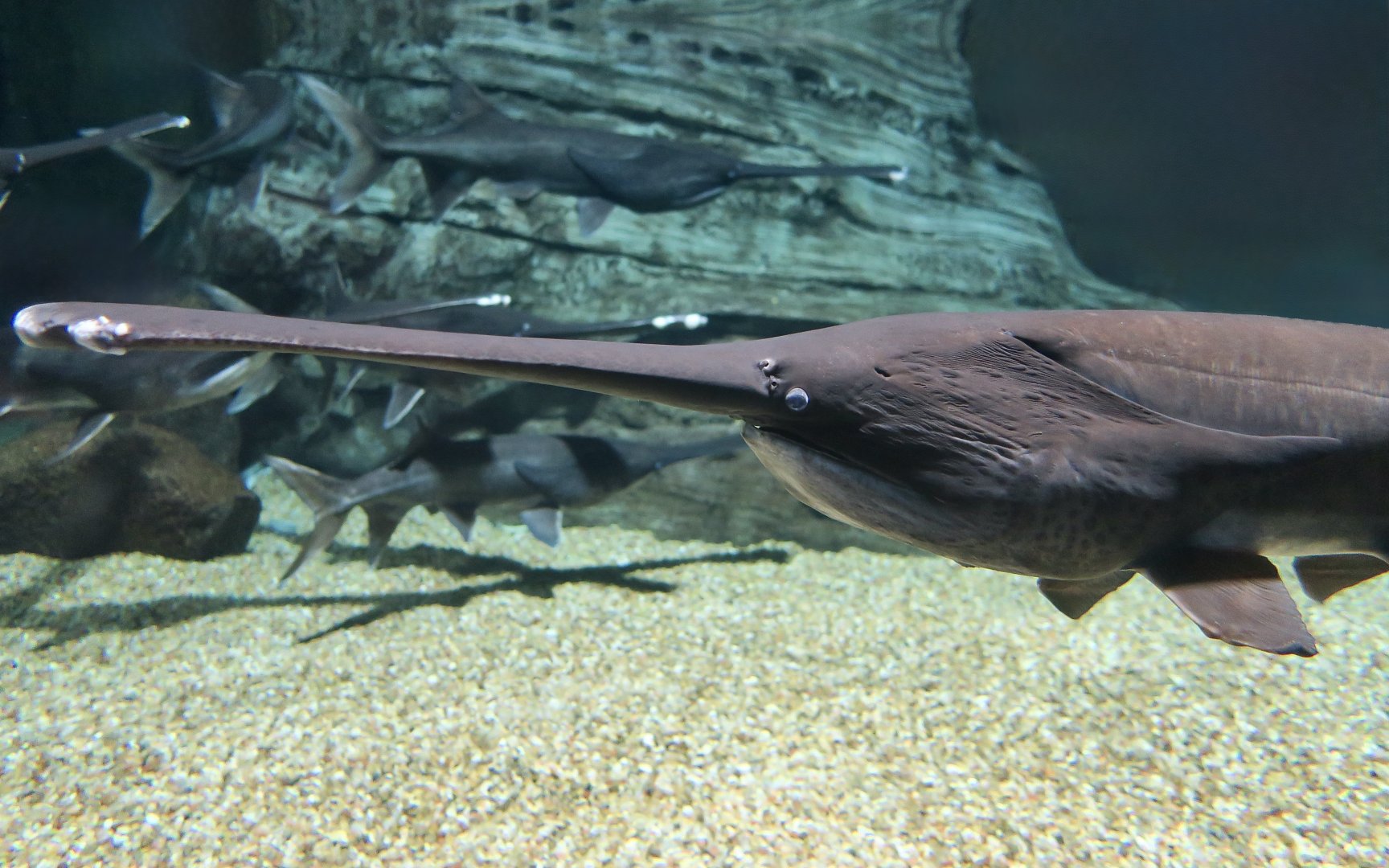 American Paddlefish (Polyodon spathula)