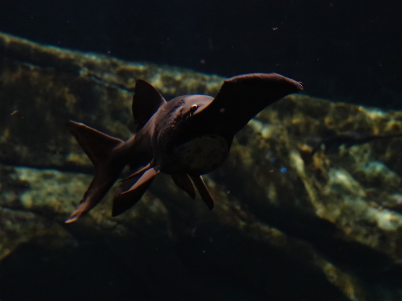 American paddlefish (Polyodon spathula)
