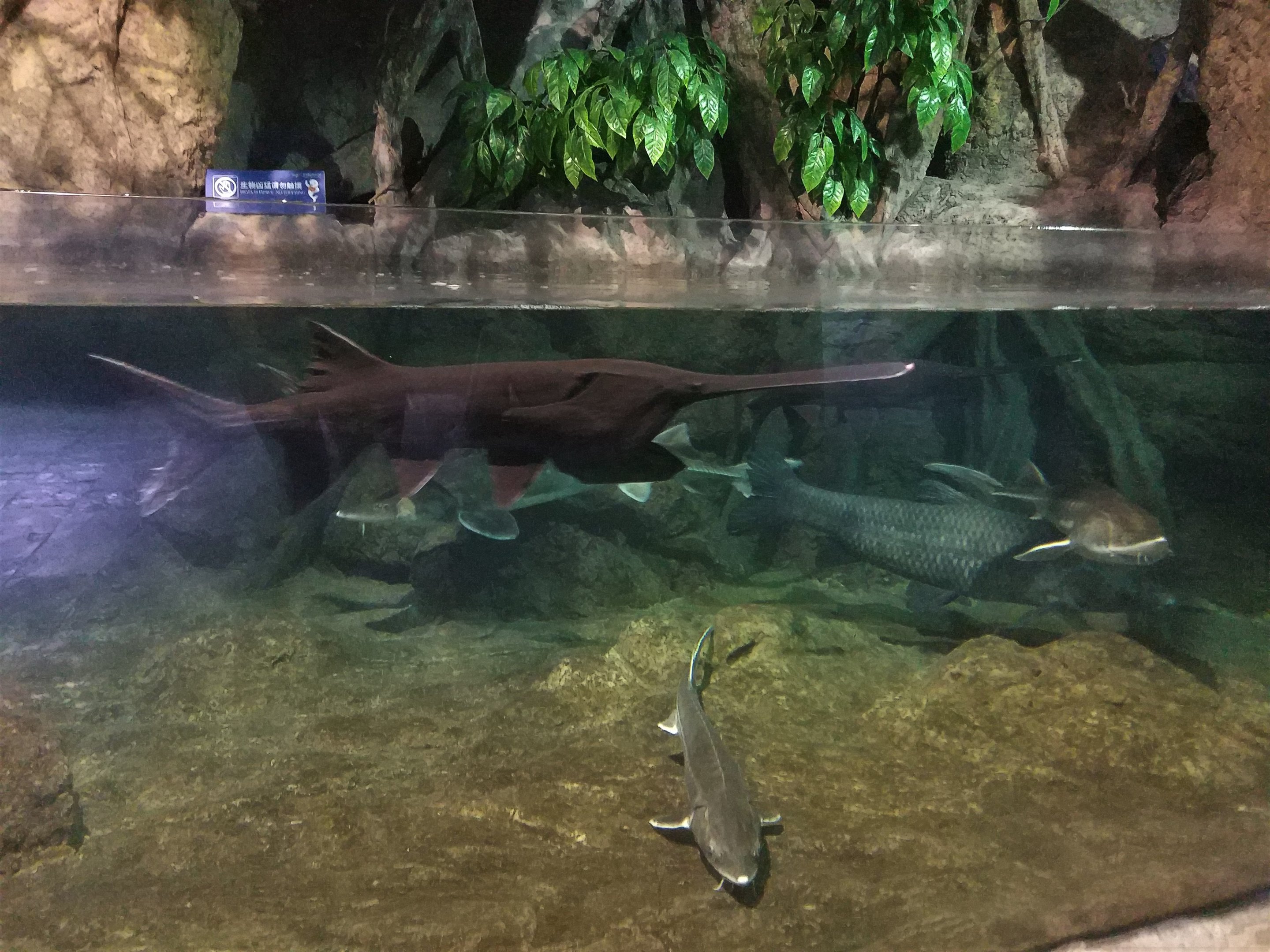 American Paddlefish