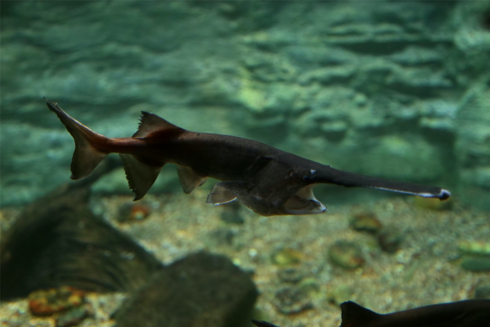 American Paddlefish