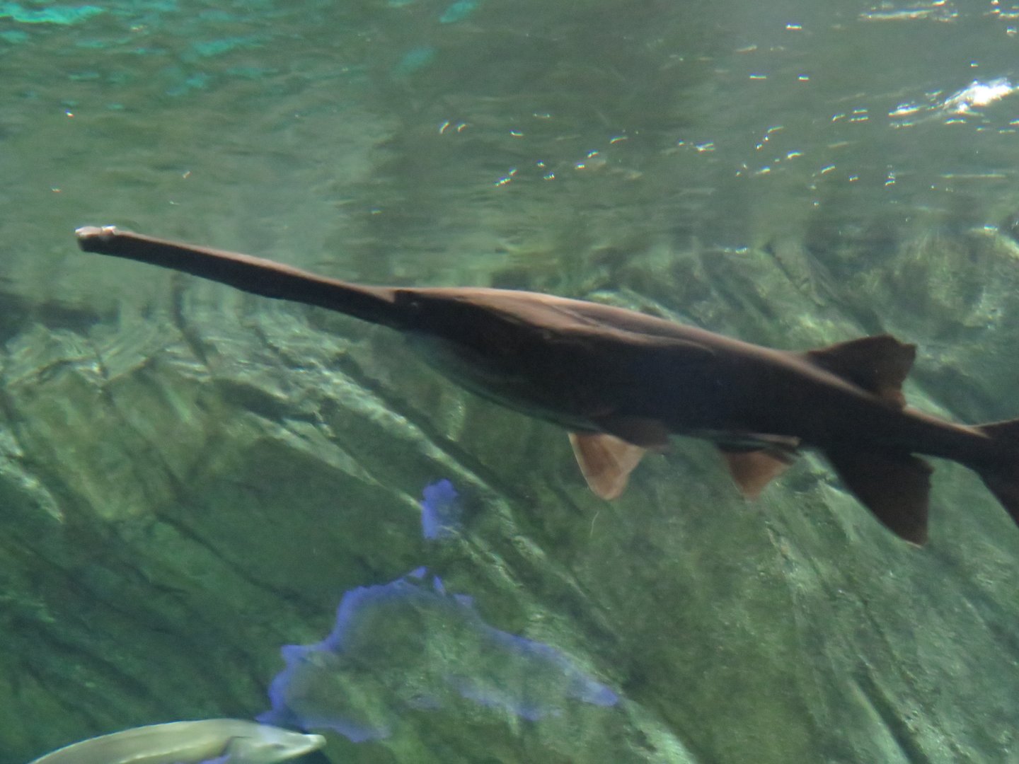 American paddlefish