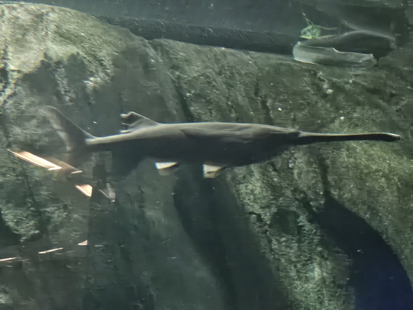 American paddlefish
