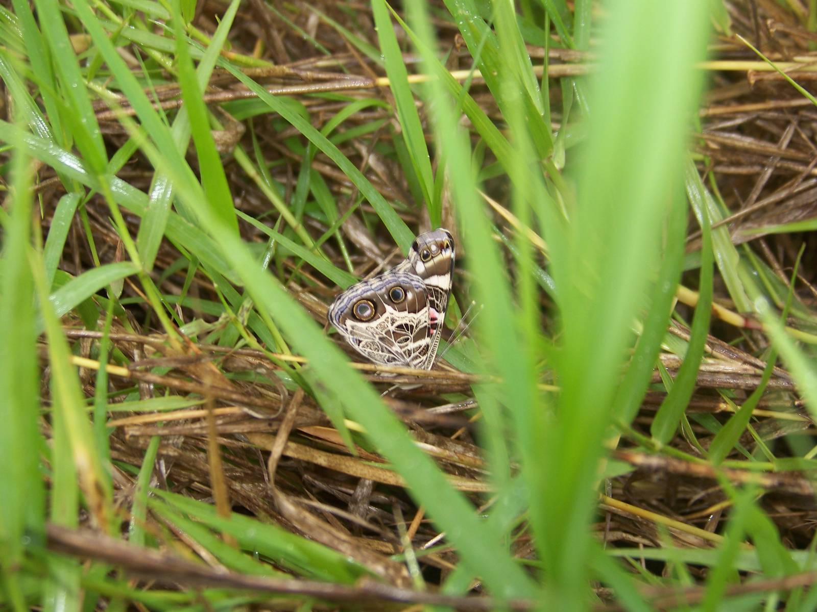 American painted lady