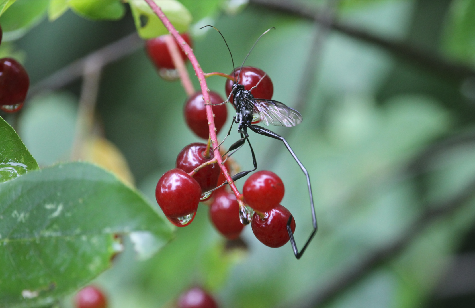 American Pelecinid Wasp (Pelecinus polyturator)