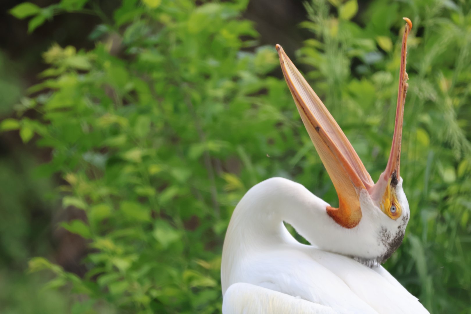 American Pelican catching flies