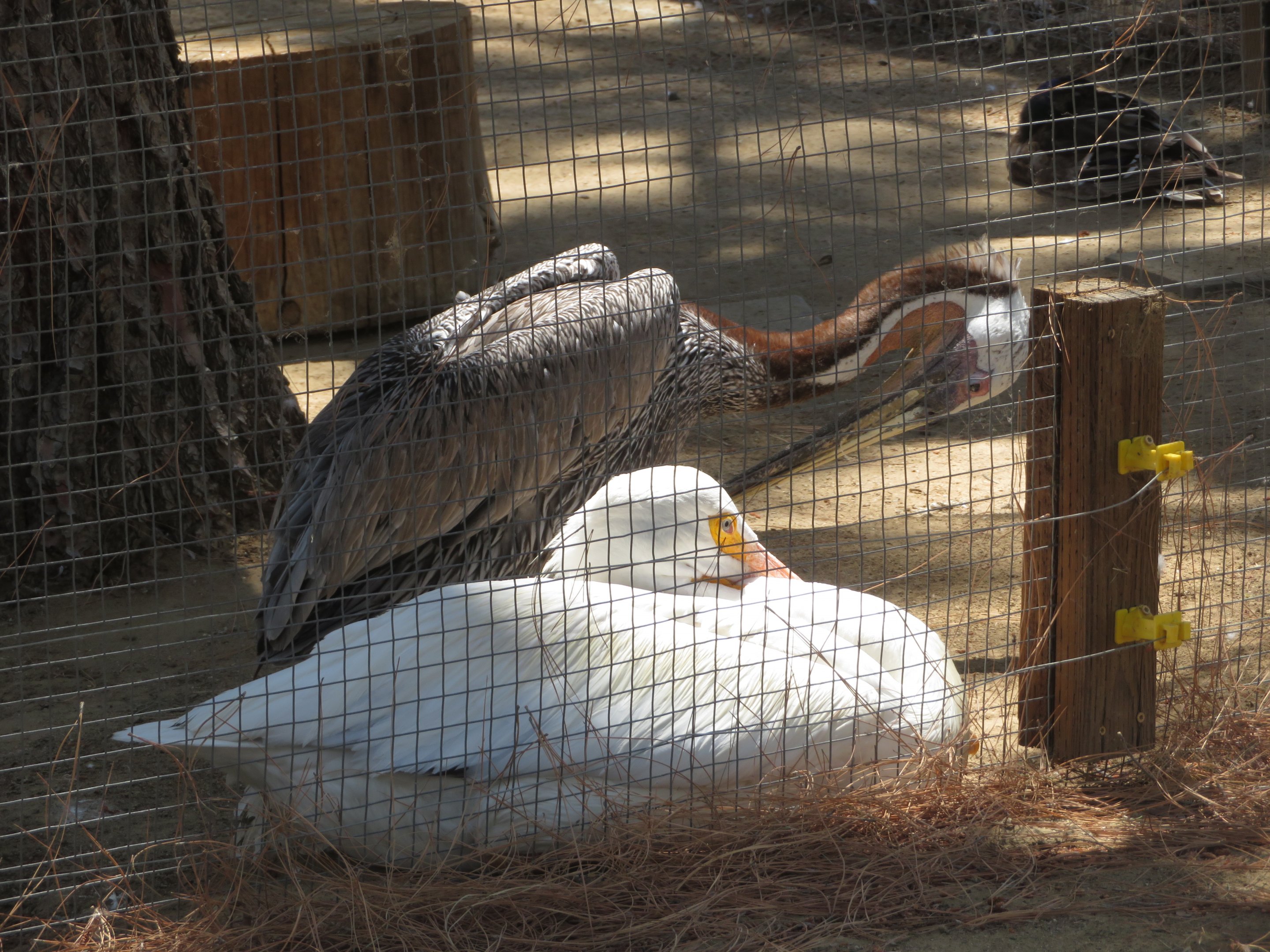 American Pelican Comparison