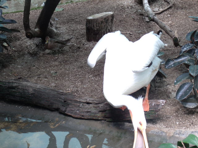American Pelican, Pied Avocet, and Chilean Pintail