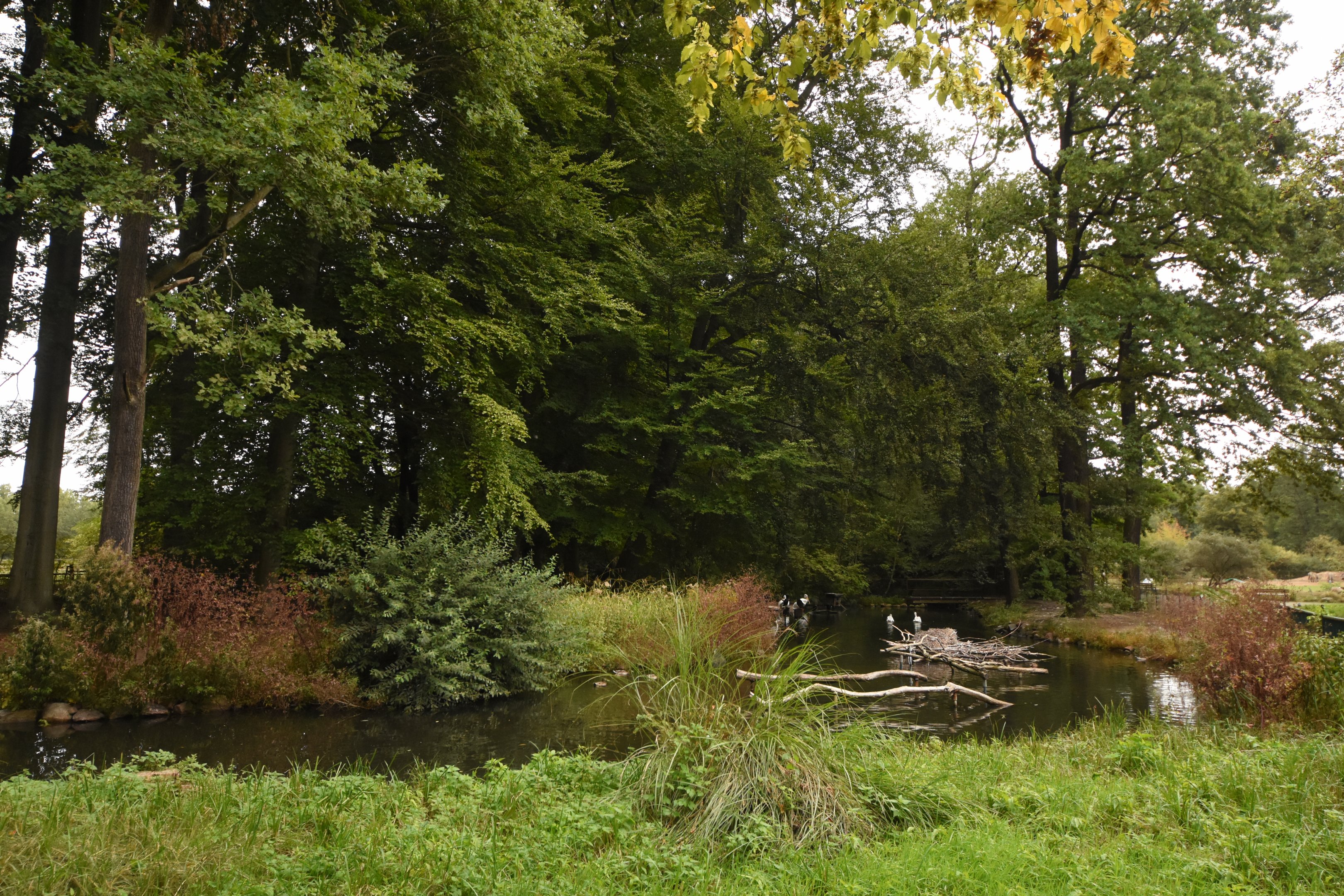 American pelican pond