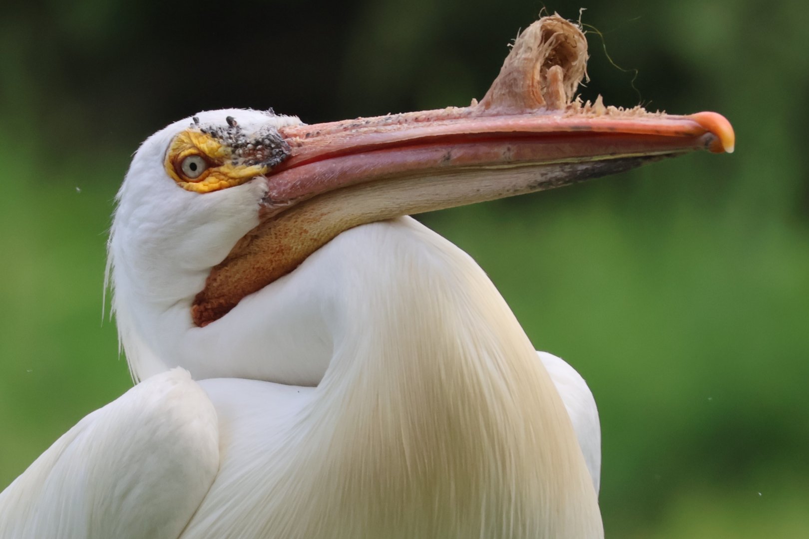 American Pelican