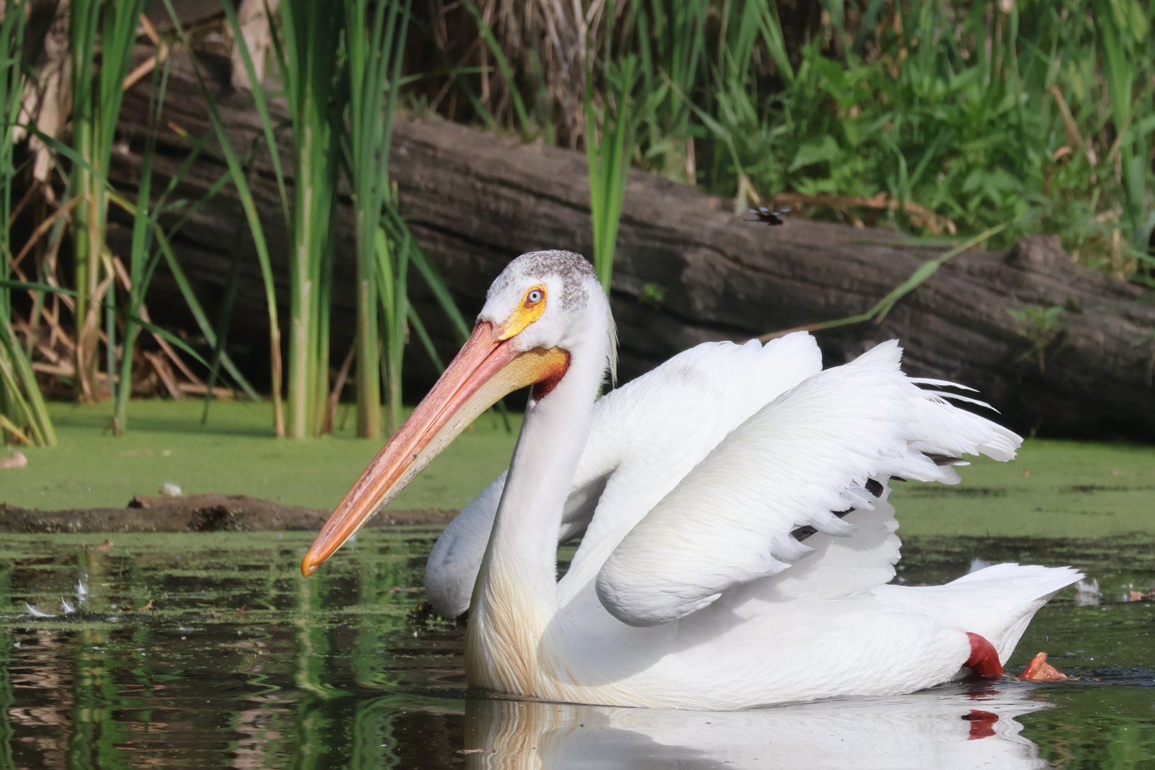 American Pelican