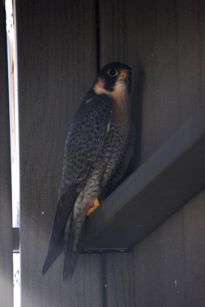 American Peregrine at Busch Wildlife Sanctuary, 14/10/13