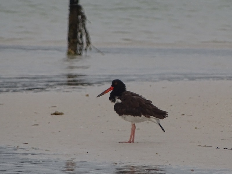 American pied oystercatcher (Haematopus palliatus)