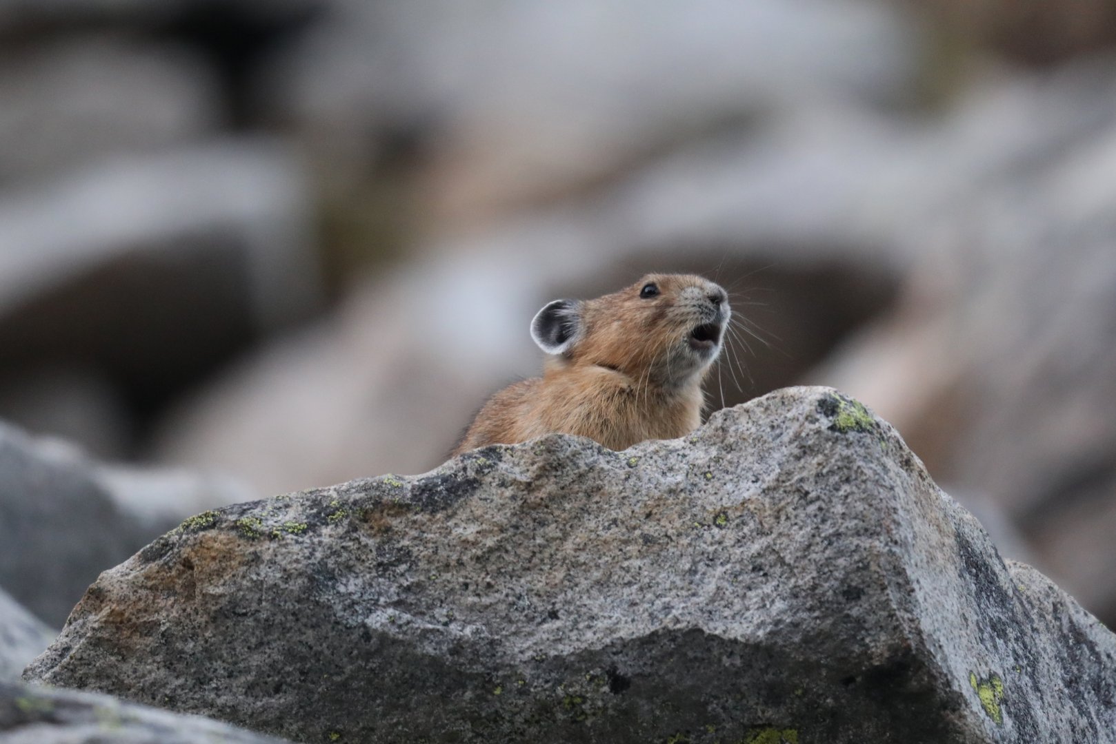 American Pika (Ochotona princeps)