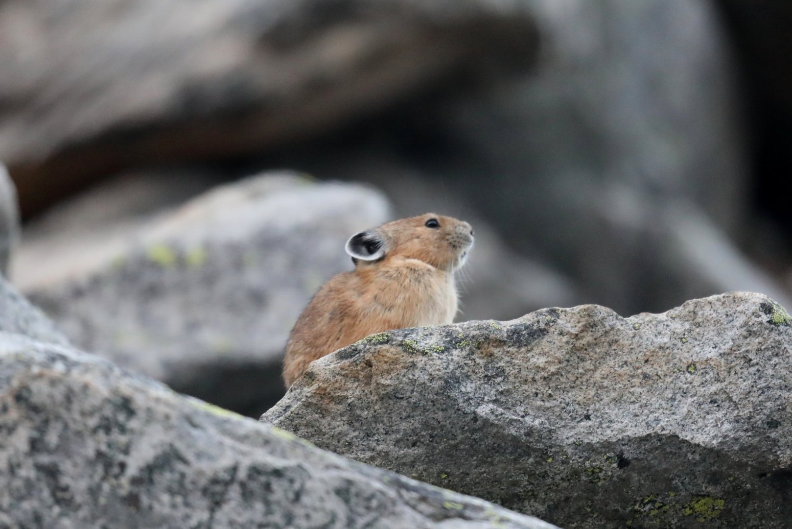 American Pika (Ochotona princeps)