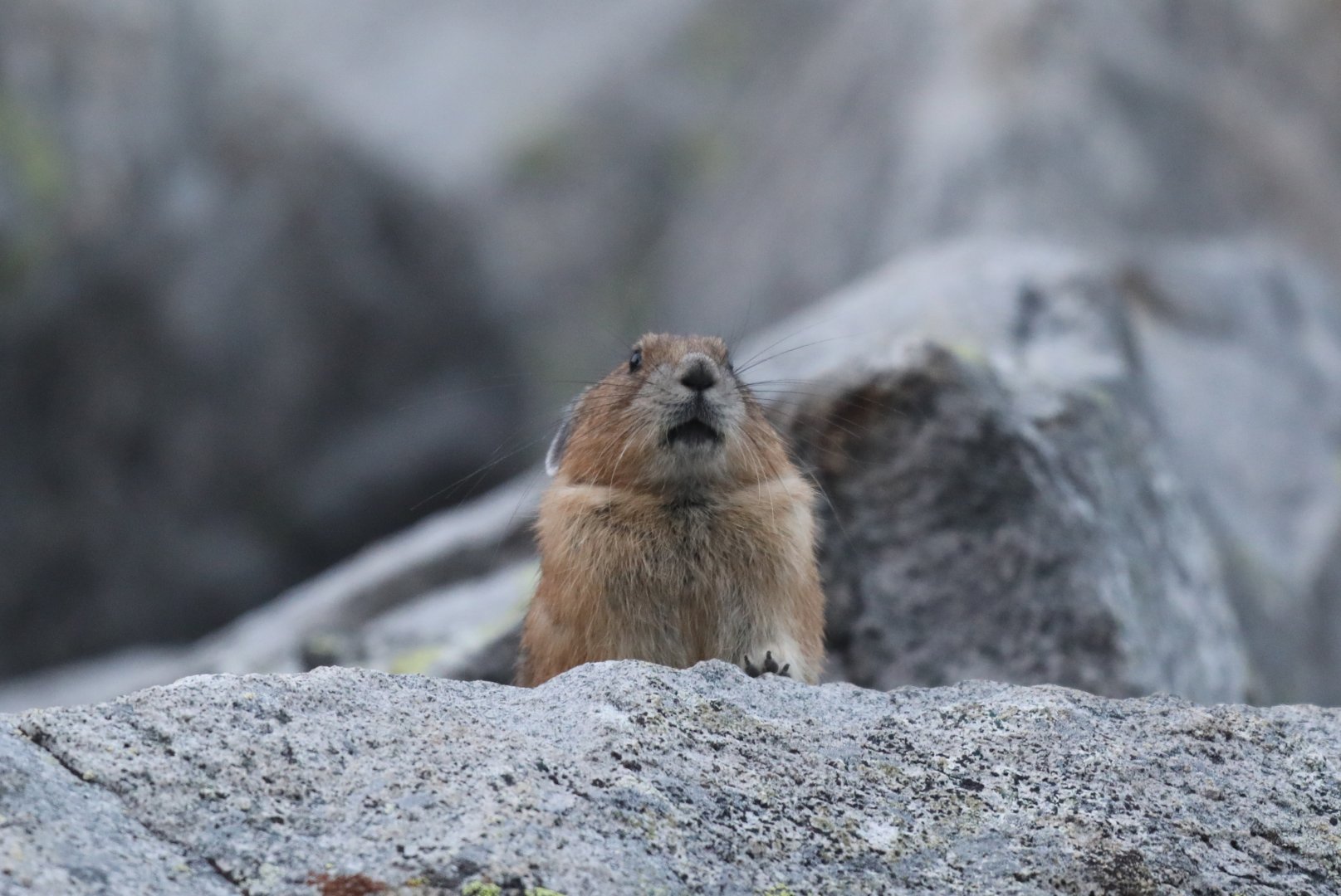 American Pika (Ochotona princeps)