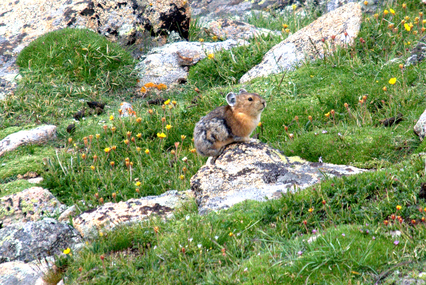 American Pika