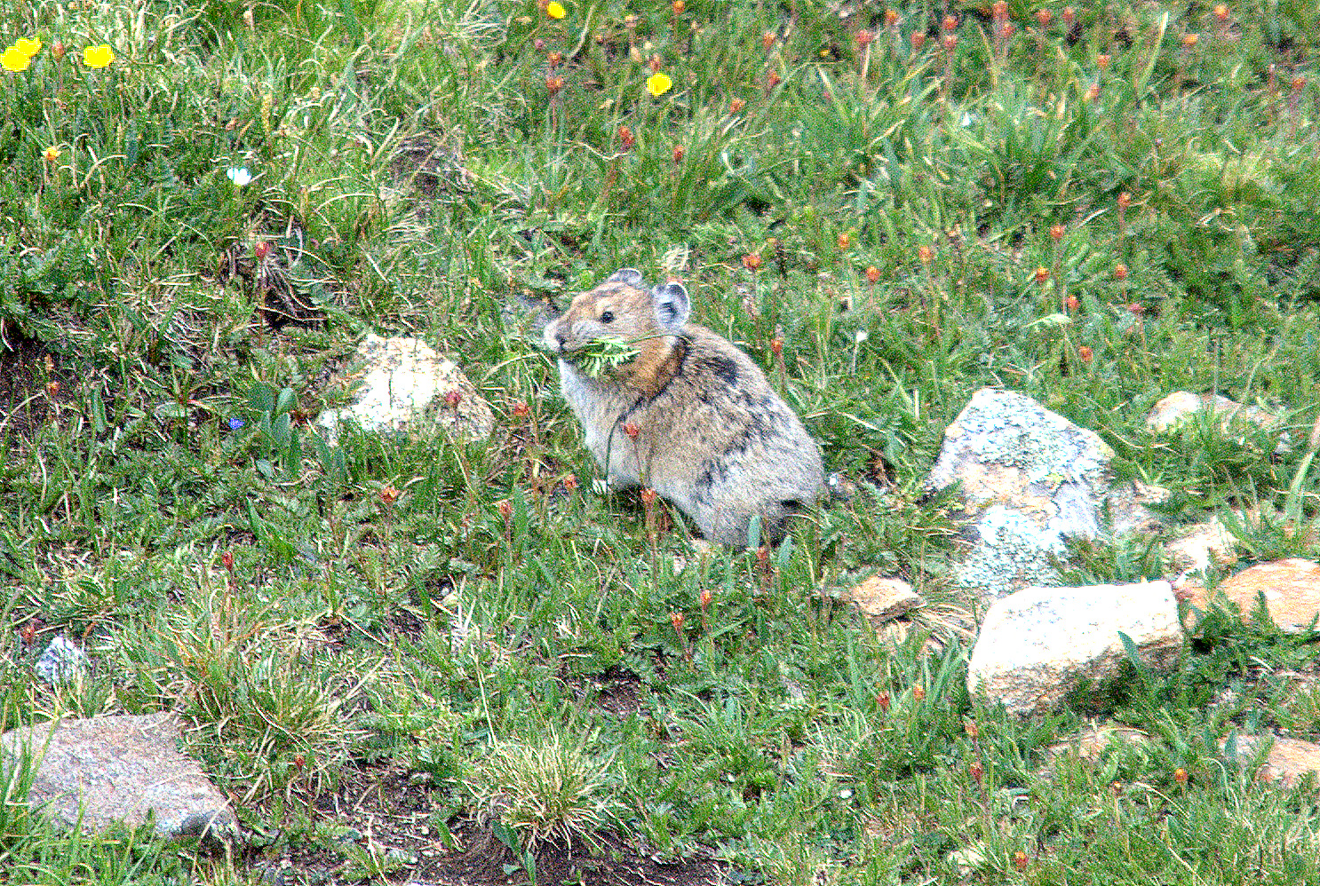 American Pika