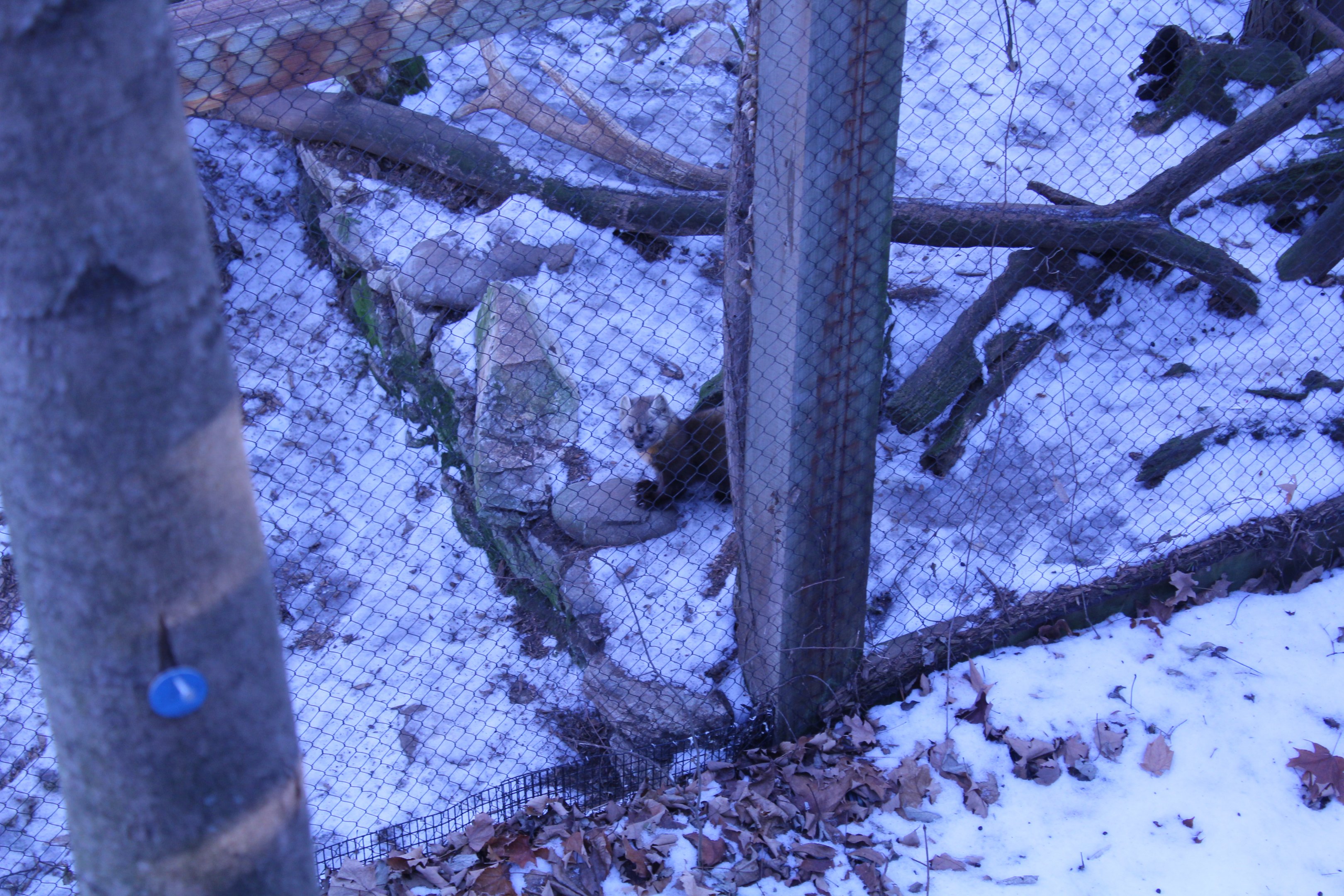 American Pine Marten