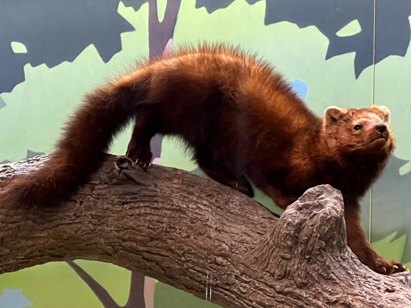 American Pine Marten