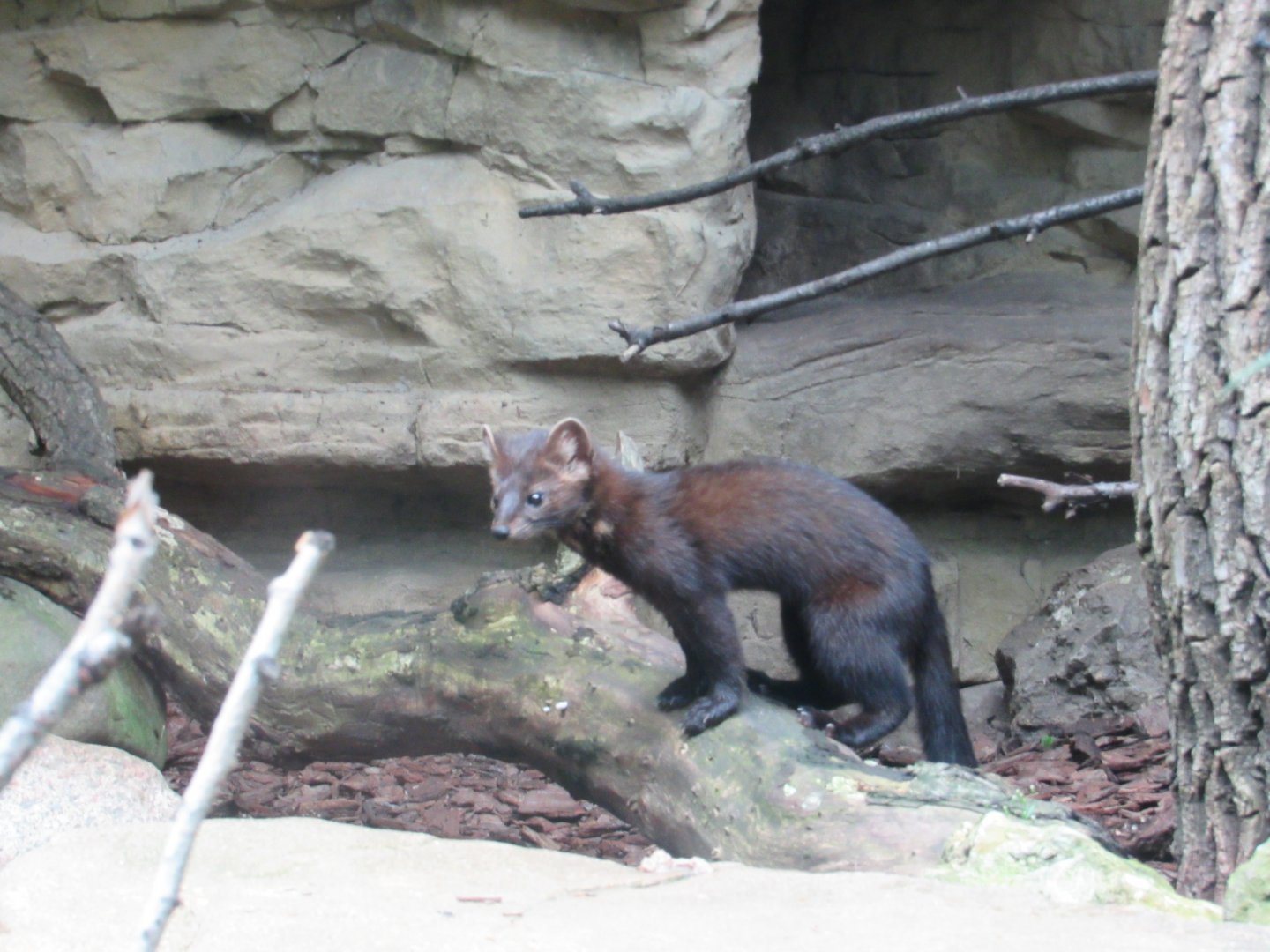 American pine marten