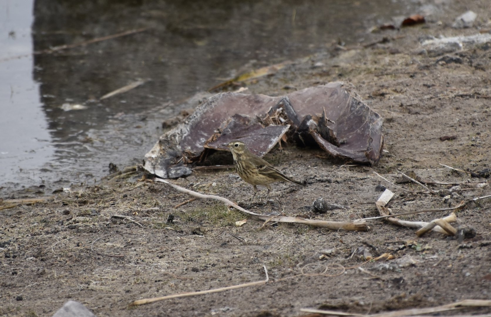 American Pipit (Anthus rubescens alticola)