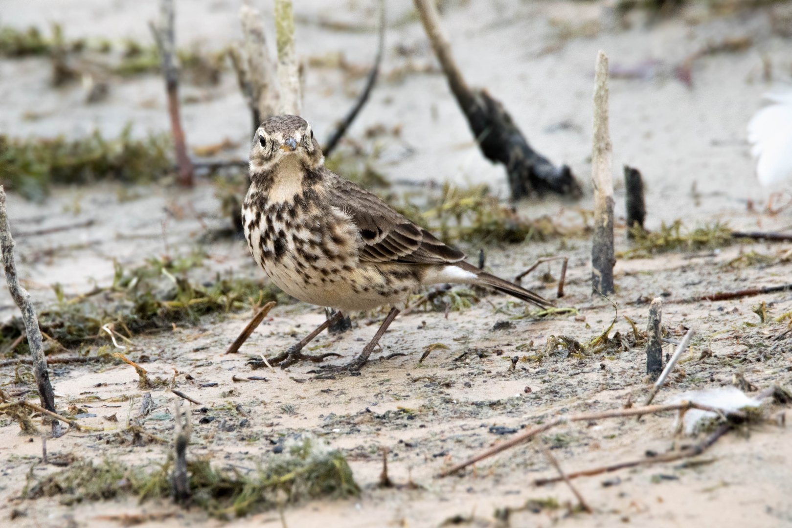 American Pipit- Denton, Texas