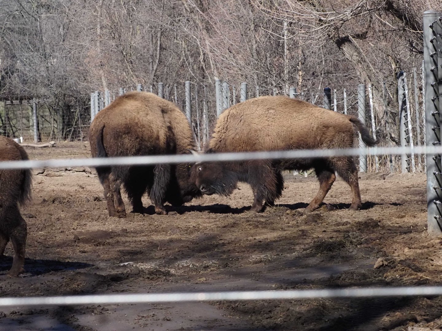 American Plains Bison 1