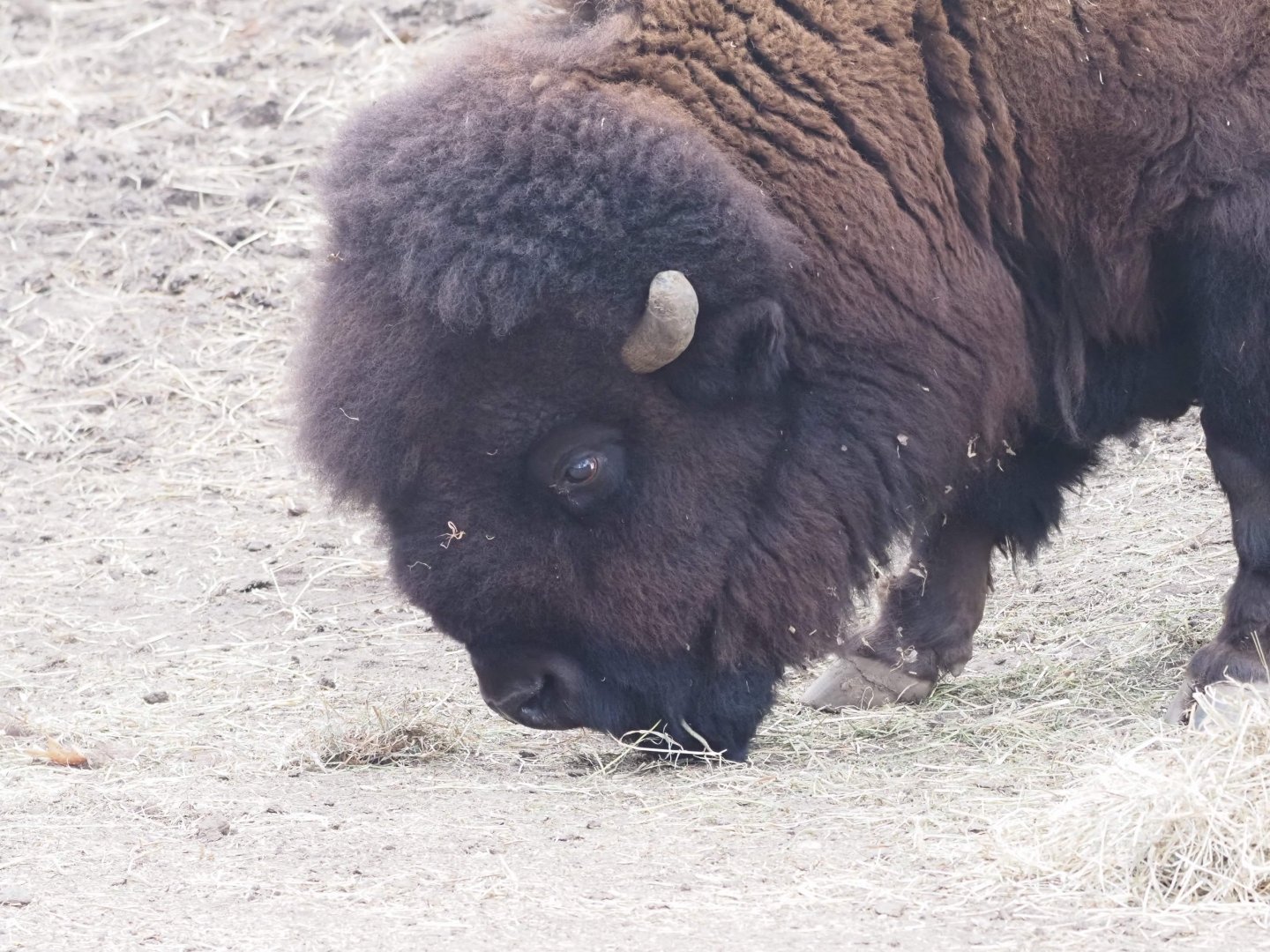 American Plains Bison 1