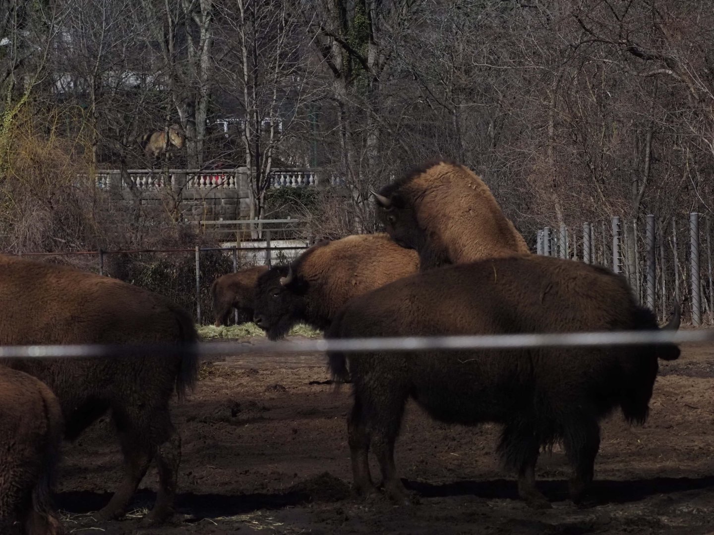 American Plains Bison 2
