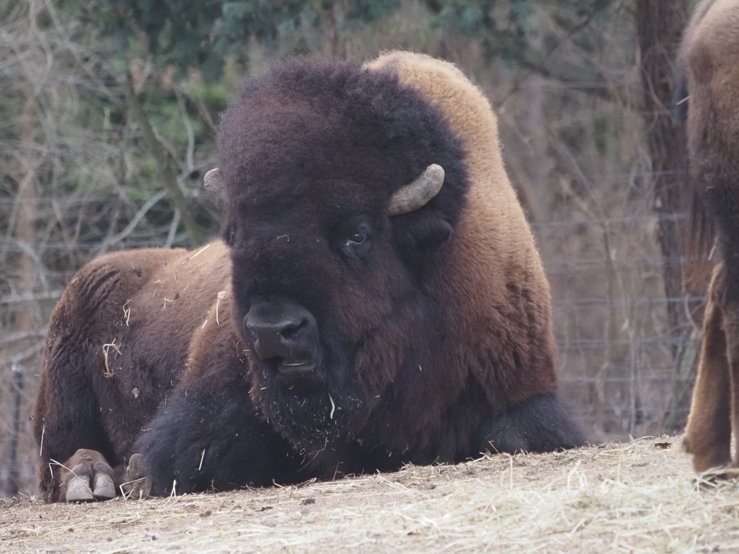 American Plains Bison 2