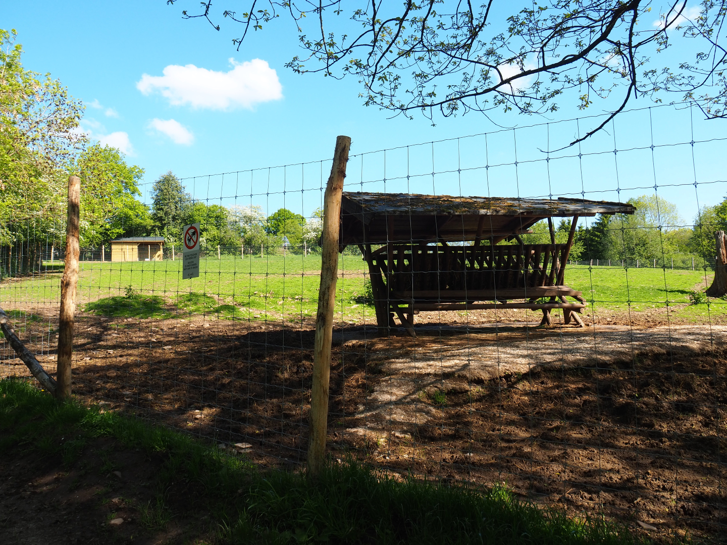 American Plains bison and Central European red deer paddock, 2021-05-29