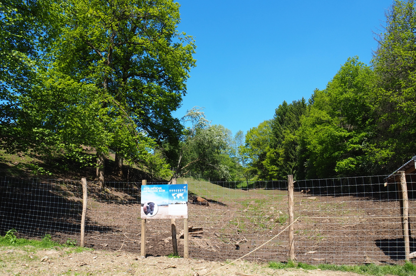 American Plains bison and Central European red deer paddock, 2021-05-29