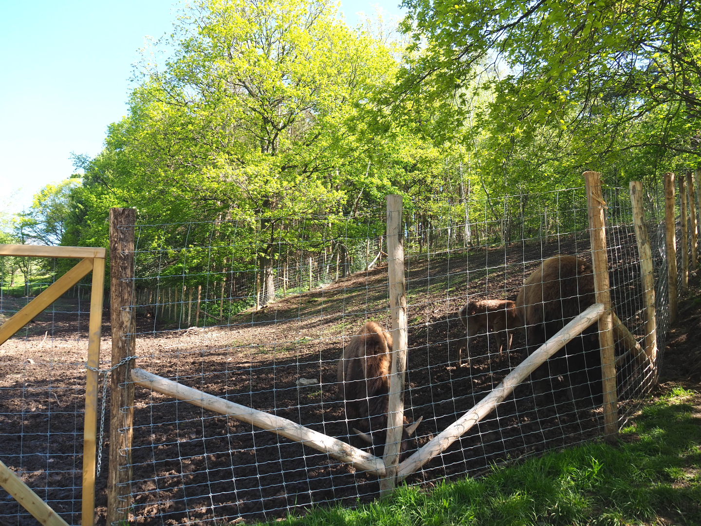 American Plains bison and Central European red deer paddock, 2021-05-29