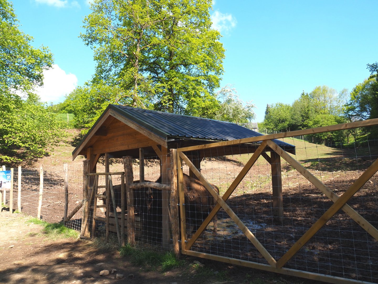 American Plains bison and Central European shelter with feeding rack, 2021-05-29