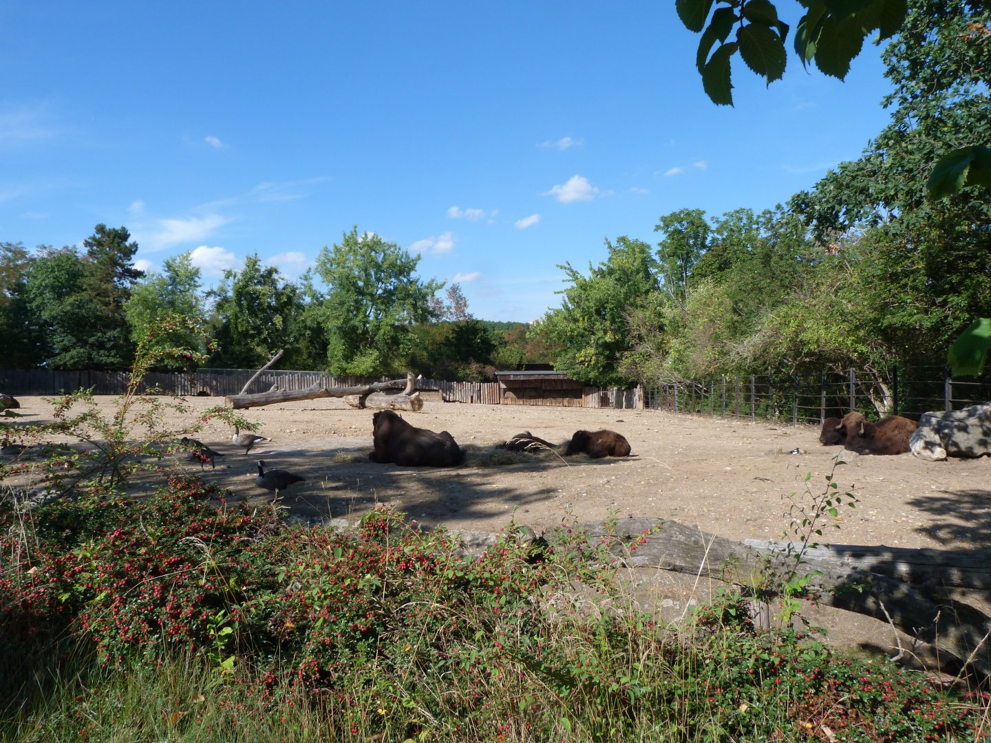 American plains bison and Giant Canada goose exhibit -Zoo Praha (2025)
