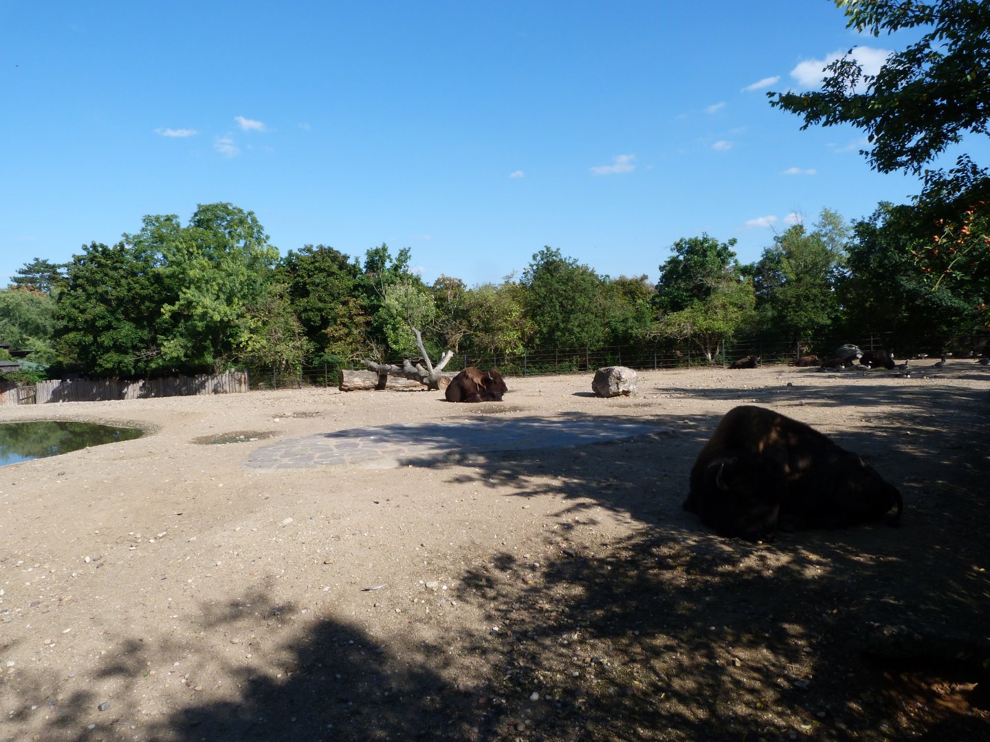 American plains bison and Giant Canada goose exhibit -Zoo Praha (2025)