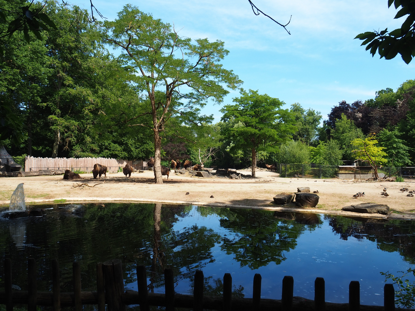American Plains bison and Rocky Mountain wapiti paddock, 2020-06-12