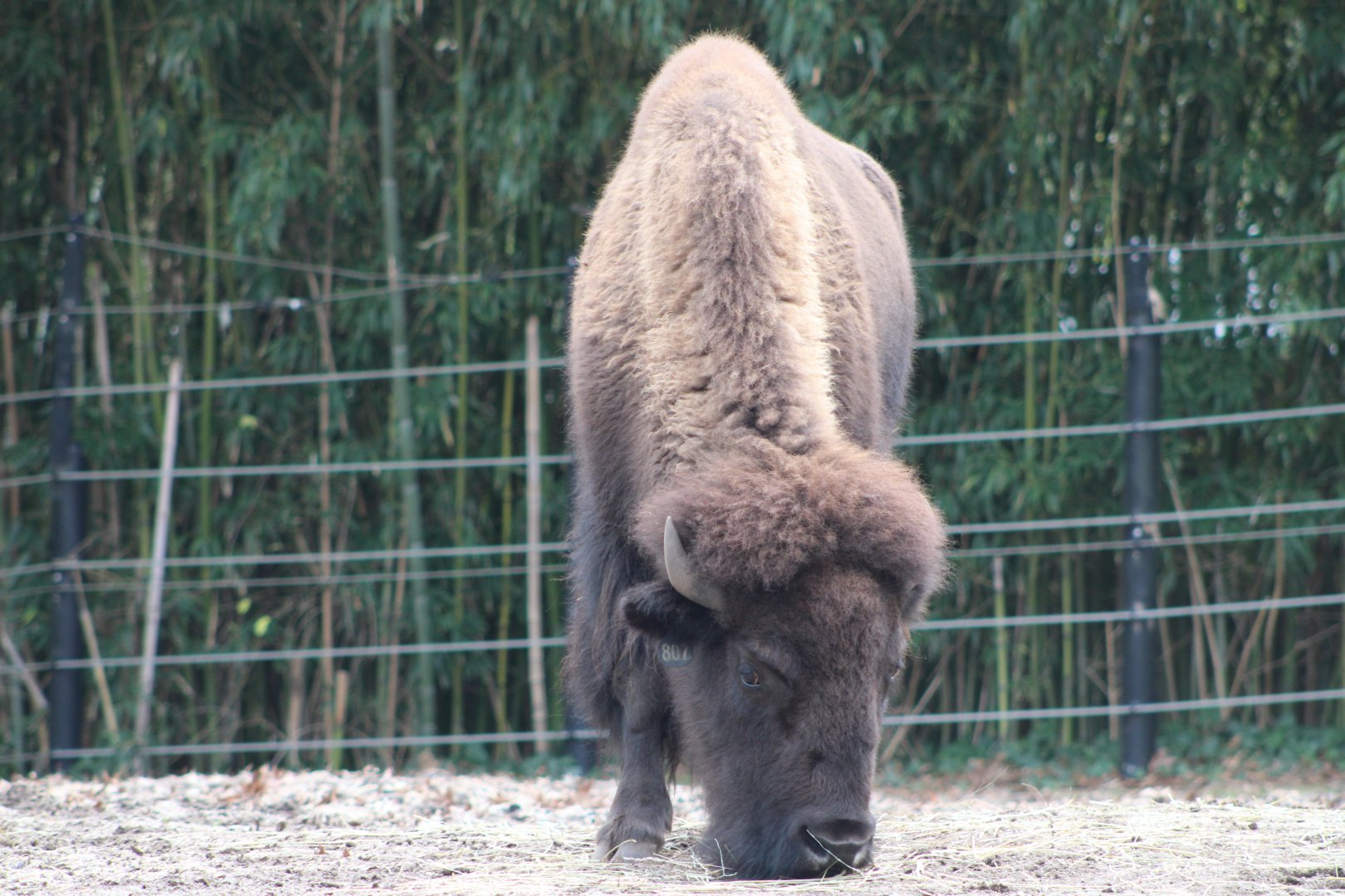 American Plains Bison (B. b. bison)