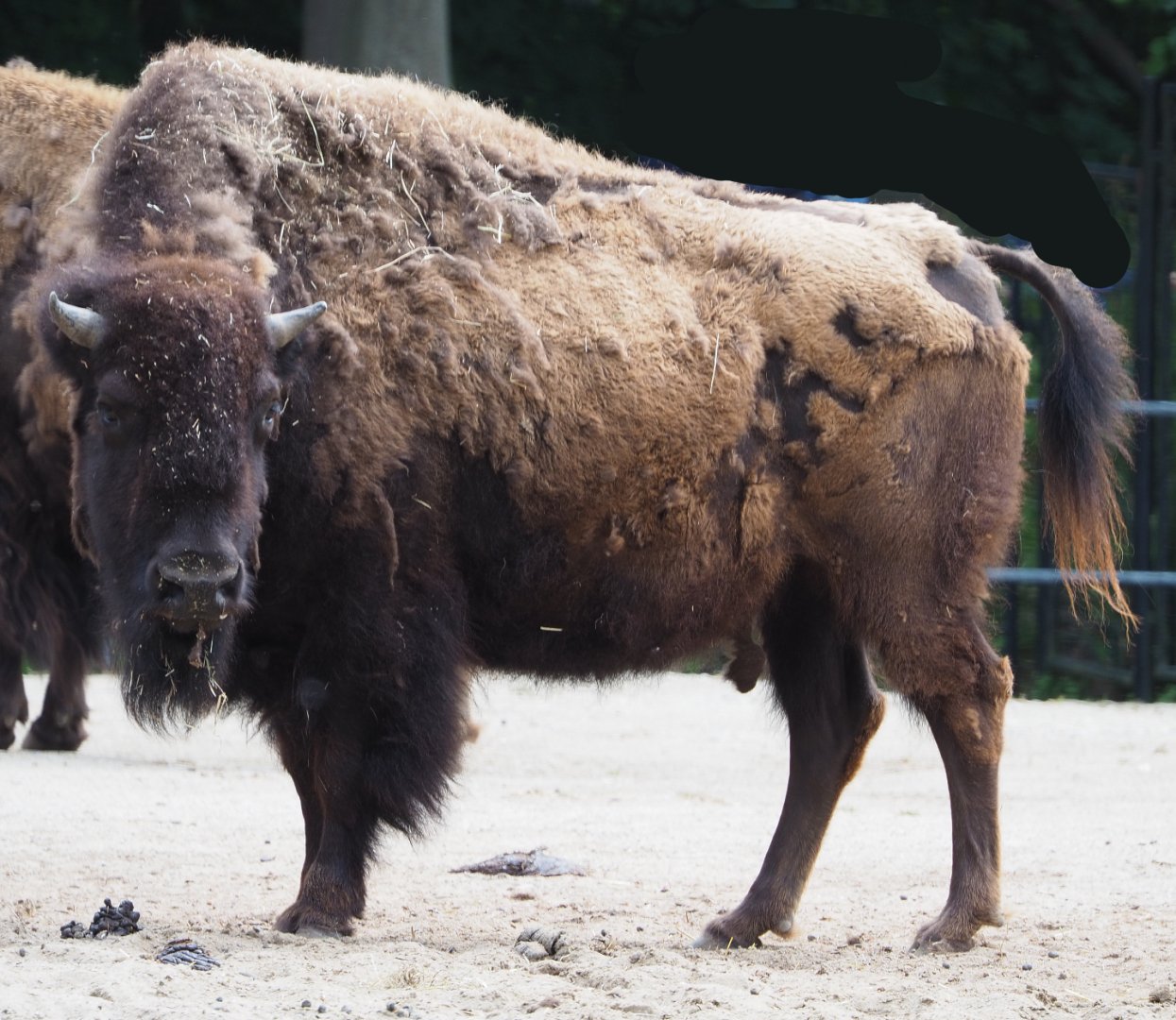 American plains bison (Bison bison bison), 2020-05-23