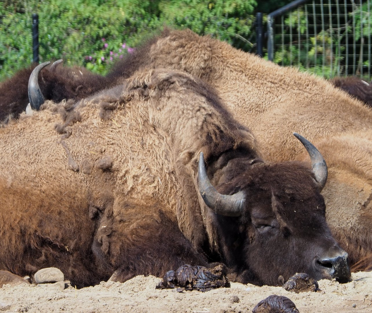 American Plains bison (Bison bison bison), 2020-06-12