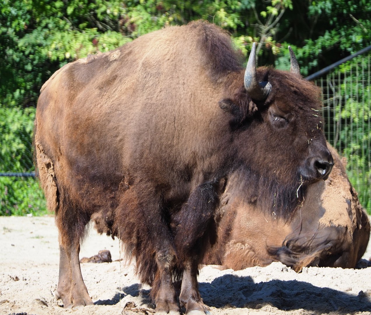 American Plains bison (Bison bison bison), 2020-07-21