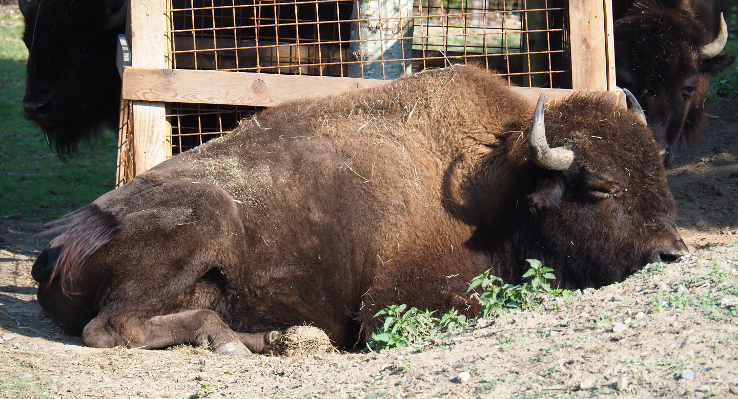 American Plains bison (Bison bison bison), 2020-09-12