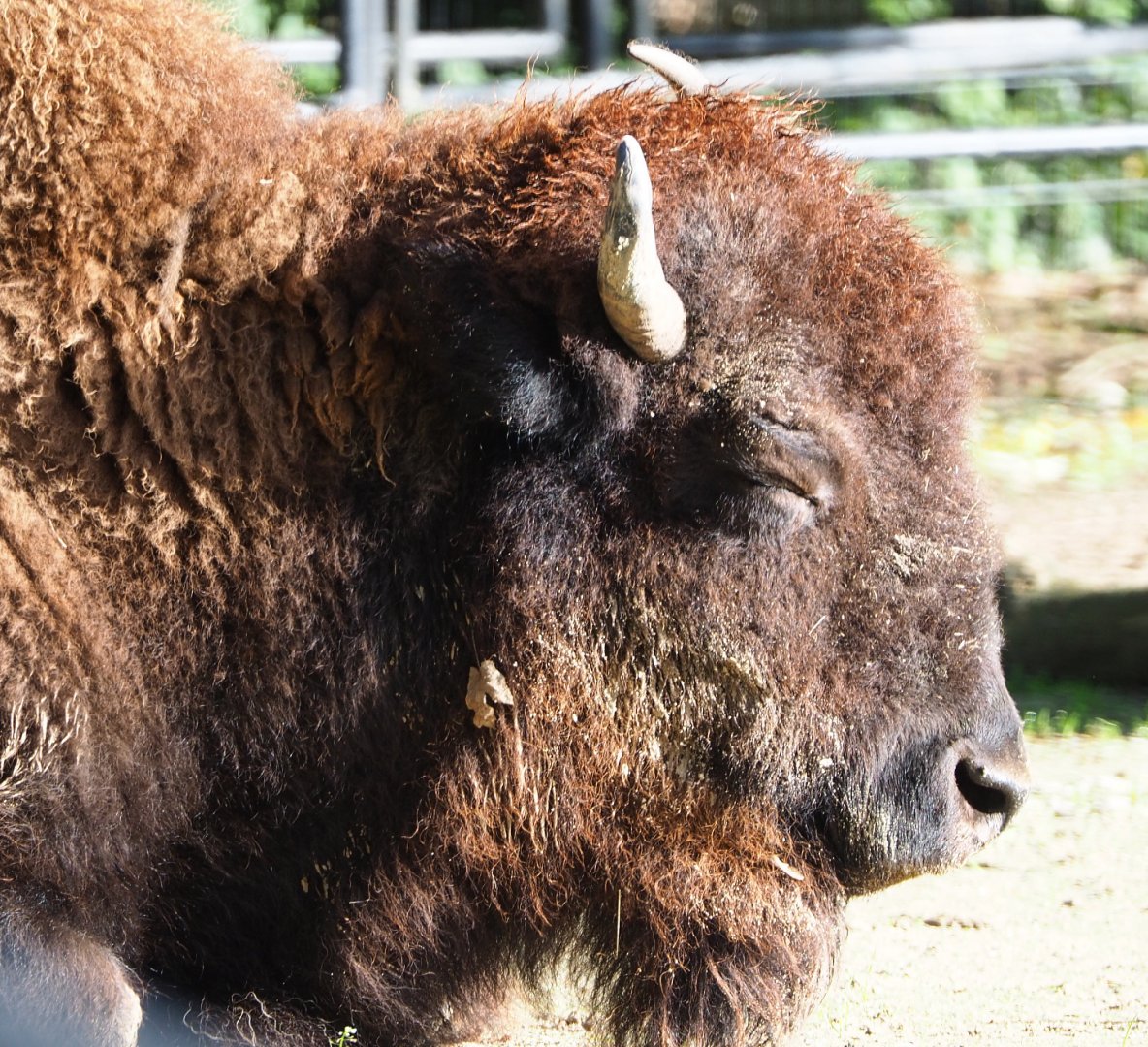 American Plains bison (Bison bison bison), 2020-10-10